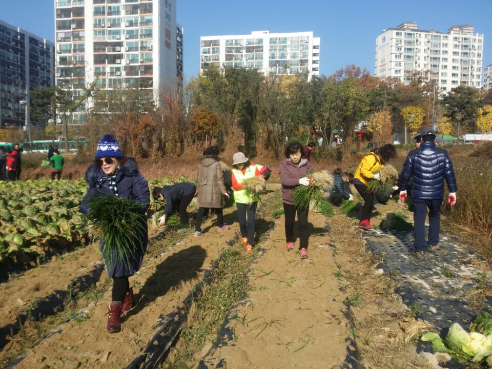 배추수확2